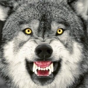 Meet your Posher, Brody